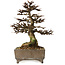 Larix, 18 cm, ± 15 jaar oud, in een handgemaakte Europese pot, met een nebari van 7 cm.