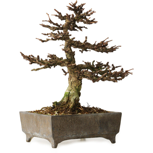Larix, 18 cm, ± 15 años, en maceta europea hecha a mano, con un nebari de 7 cm