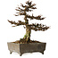 Larix, 18 cm, ± 15 years old, in a handmade European pot, with a nebari of 7 cm