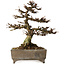 Larix, 18 cm, ± 15 jaar oud, in een handgemaakte Europese pot, met een nebari van 7 cm.