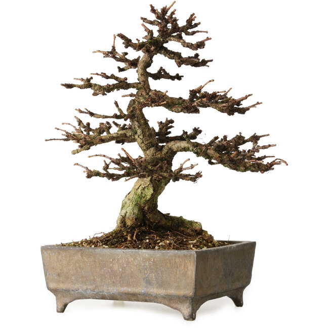 Larix, 18 cm, ± 15 jaar oud, in een handgemaakte Europese pot, met een nebari van 7 cm.