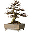 Larix, 18 cm, ± 15 years old, in a handmade European pot, with a nebari of 7 cm