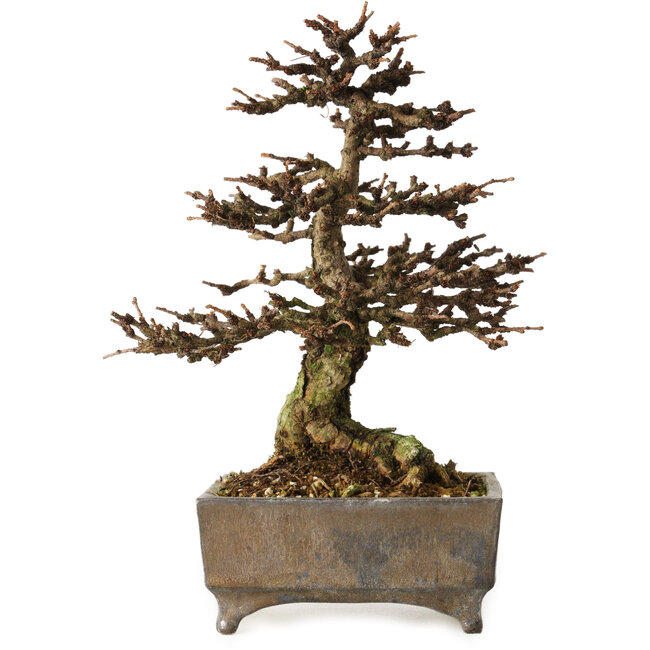 Larix, 18 cm, ± 15 jaar oud, in een handgemaakte Europese pot, met een nebari van 7 cm.