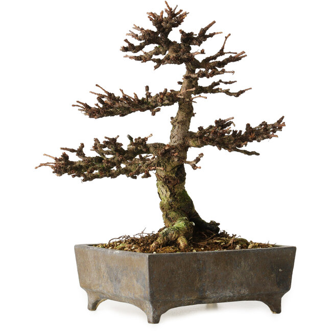 Larix, 18 cm, ± 15 años, en maceta europea hecha a mano, con un nebari de 7 cm