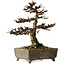Larix, 18 cm, ± 15 years old, in a handmade European pot, with a nebari of 7 cm