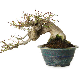 Koyou Acer palmatum, 11 cm, ± 25 años