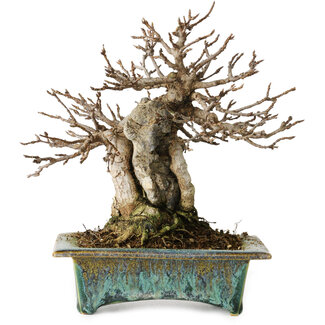 Fuka Acer buergerianum, 17 cm, ± 25 años