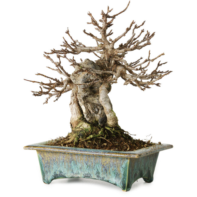 Acer buergerianum, 17 cm, ± 25 anni, in un vaso giapponese fatto a mano da Fuka