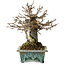 Acer buergerianum, 17 cm, ± 25 years old, in a handmade Japanese pot by Fuka