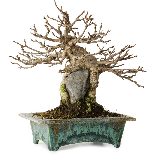 Acer buergerianum, 17 cm, ca. 25 Jahre alt, in einem handgefertigten japanischen Topf von Fuka