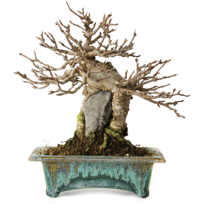 Acer buergerianum, 17 cm, ± 25 años, en una maceta japonesa hecha a mano por Fuka