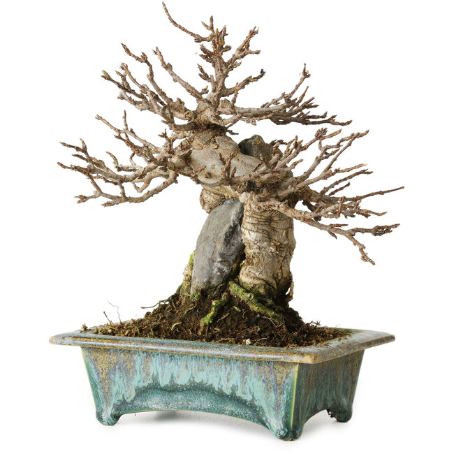 Acer buergerianum, 17 cm, ± 25 años, en una maceta japonesa hecha a mano por Fuka