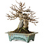 Acer buergerianum, 17 cm, ca. 25 Jahre alt, in einem handgefertigten japanischen Topf von Fuka