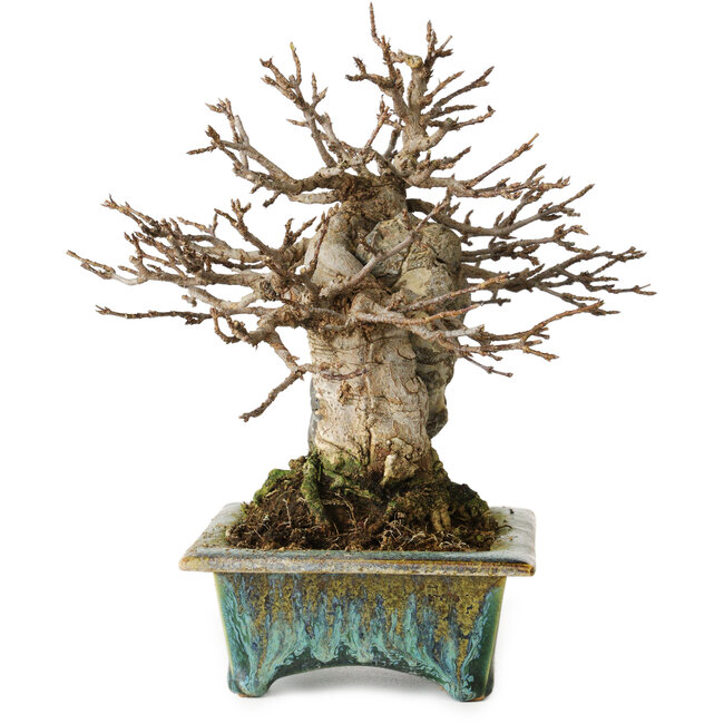 Acer buergerianum, 17 cm, ± 25 jaar oud, in een handgemaakte Japanse pot van Fuka.