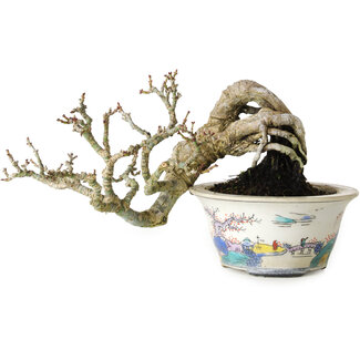 Acer palmatum Shishigashira, 8 cm, ± 15 Jahre alt