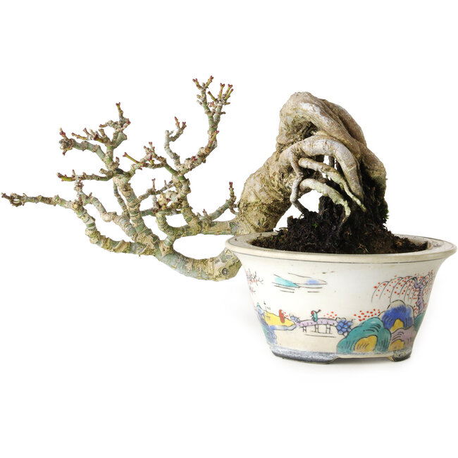 Acer palmatum Shishigashira, 8 cm, ± 15 Jahre alt