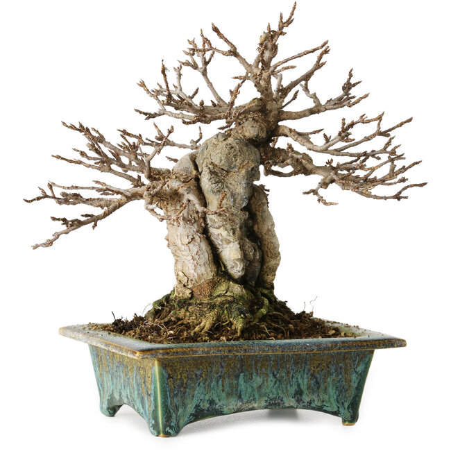 Acer buergerianum, 17 cm, ± 25 anni, in un vaso giapponese fatto a mano da Fuka