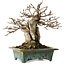 Acer buergerianum, 17 cm, ± 25 anni, in un vaso giapponese fatto a mano da Fuka