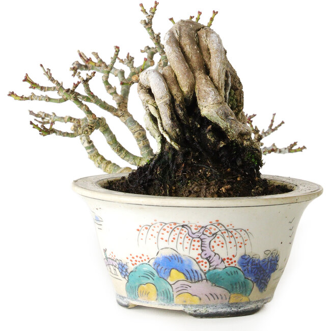 Acer palmatum Shishigashira, 8 cm, ± 15 jaar oud