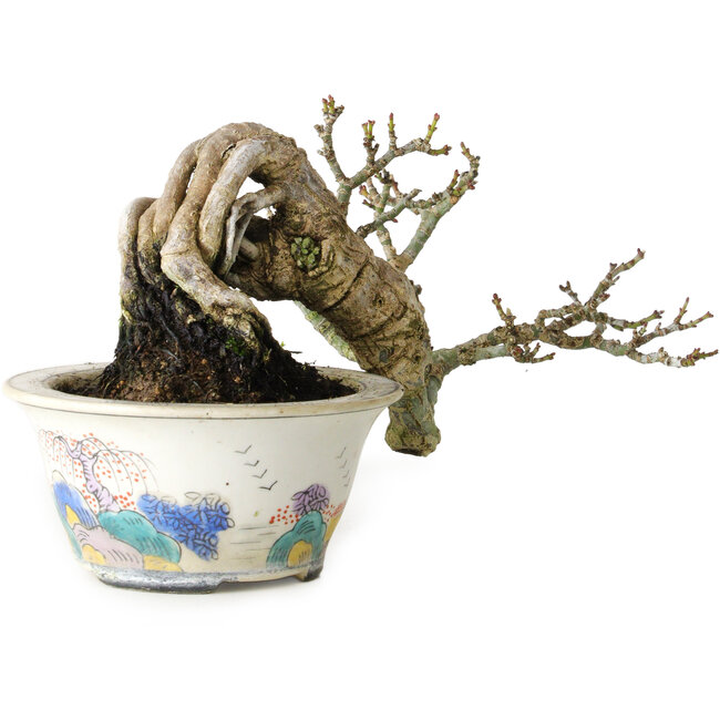 Acer palmatum Shishigashira, 8 cm, ± 15 años