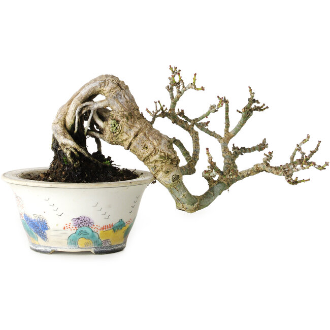 Acer palmatum Shishigashira, 8 cm, ± 15 anni