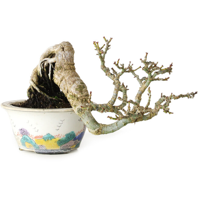 Acer palmatum Shishigashira, 8 cm, ± 15 jaar oud