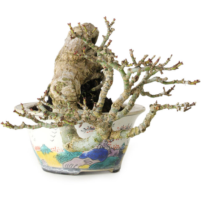 Acer palmatum Shishigashira, 8 cm, ± 15 Jahre alt