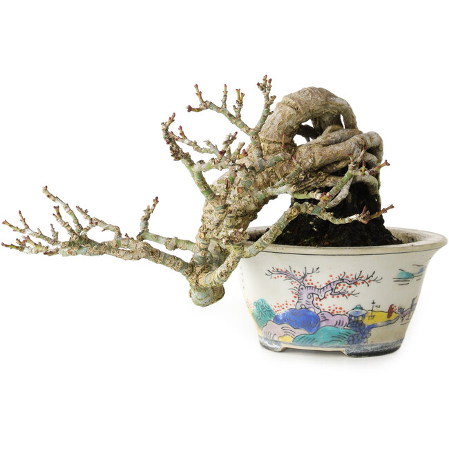 Acer palmatum Shishigashira, 8 cm, ± 15 Jahre alt