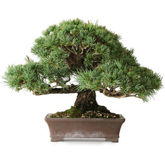 Yamaaki Koshosen Pinus parviflora Kotokuki, 19 cm, ± 25 años
