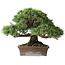 Pinus parviflora Kotokuki, 19 cm, ± 25 years old, with extremely small needles in a handmade Japanese pot by second generation Yamaaki (Koshosen)