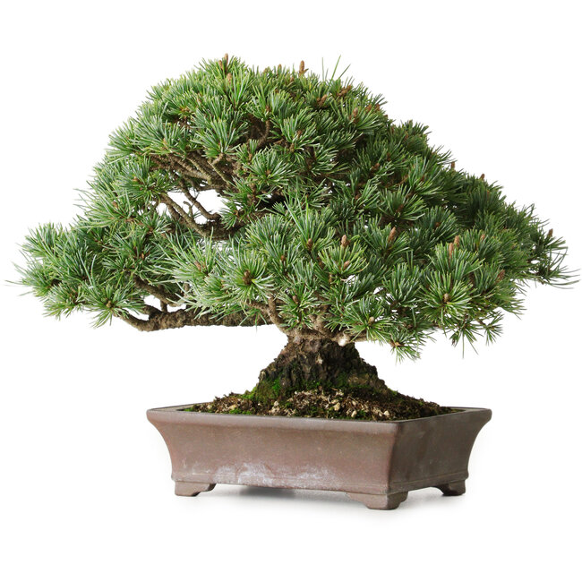 Pinus parviflora Kotokuki, 19 cm, ± 25 ans, avec des aiguilles extrêmement petites dans un pot japonais fait main par la deuxième génération de Yamaaki (Koshosen)