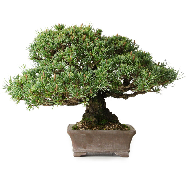 Pinus parviflora Kotokuki, 19 cm, ± 25 anni, con aghi estremamente piccoli in un vaso giapponese fatto a mano dalla seconda generazione di Yamaaki (Koshosen)