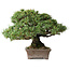 Pinus parviflora Kotokuki, 19 cm, ± 25 anni, con aghi estremamente piccoli in un vaso giapponese fatto a mano dalla seconda generazione di Yamaaki (Koshosen)