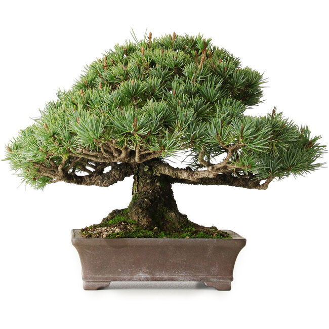 Pinus parviflora Kotokuki, 19 cm, ± 25 años, con agujas extremadamente pequeñas en una maceta japonesa hecha a mano por Yamaaki (Koshosen) de segunda generación