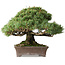 Pinus parviflora Kotokuki, 19 cm, ± 25 anni, con aghi estremamente piccoli in un vaso giapponese fatto a mano dalla seconda generazione di Yamaaki (Koshosen)