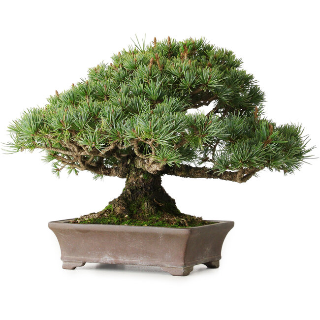 Pinus parviflora Kotokuki, 19 cm, ± 25 years old, with extremely small needles in a handmade Japanese pot by second generation Yamaaki (Koshosen)