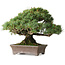 Pinus parviflora Kotokuki, 19 cm, ± 25 Jahre alt, mit extrem kleinen Nadeln in einem handgefertigten japanischen Topf von Yamaaki (Koshosen) der zweiten Generation