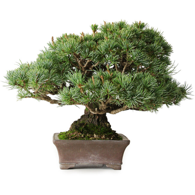 Pinus parviflora Kotokuki, 19 cm, ± 25 jaar oud, met extreem kleine naalden in een handgemaakte Japanse pot van de tweede generatie Yamaaki (Koshosen).