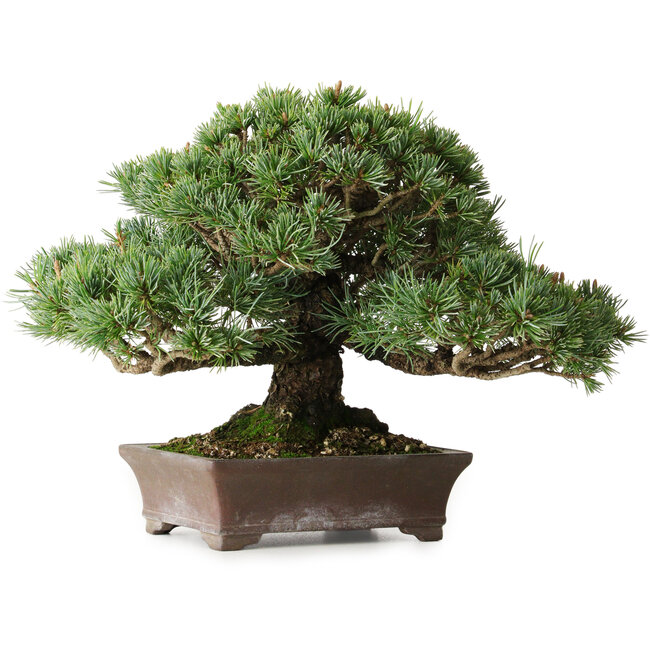 Pinus parviflora Kotokuki, 19 cm, ± 25 años, con agujas extremadamente pequeñas en una maceta japonesa hecha a mano por Yamaaki (Koshosen) de segunda generación