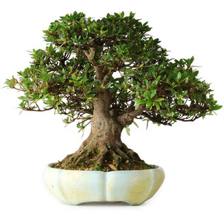 Matjaz Raimondi Rhododendron indicum, 22 cm, ± 25 años