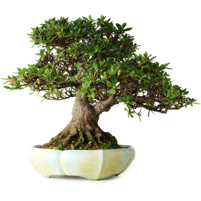 Rhododendron indicum, 22 cm, ca. 25 Jahre alt, in einem handgefertigten slowenischen Topf von Matjaz Raimondi, mit einem Wurzelhals von 13 cm