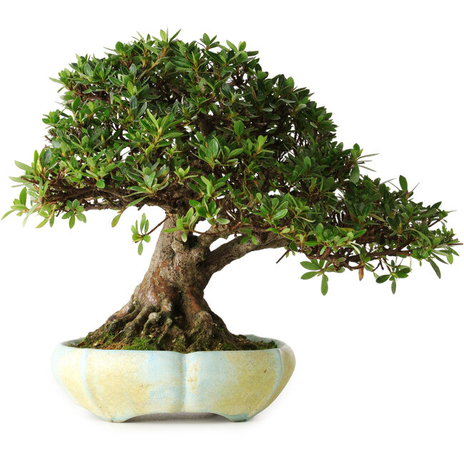 Rhododendron indicum, 22 cm, ± 25 años, en una maceta eslovena hecha a mano por Matjaz Raimondi, con un nebari de 13 cm