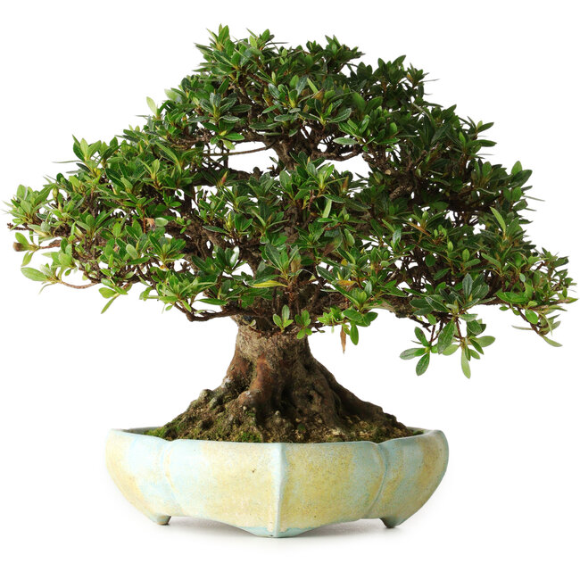 Rhododendron indicum, 22 cm, ± 25 anni, in un vaso sloveno fatto a mano da Matjaz Raimondi, con un nebari di 13 cm