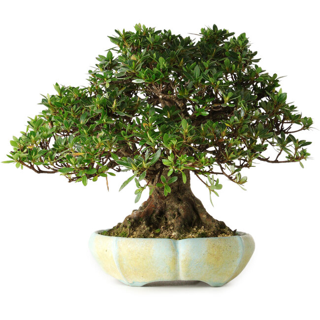 Rhododendron indicum, 22 cm, ± 25 anni, in un vaso sloveno fatto a mano da Matjaz Raimondi, con un nebari di 13 cm