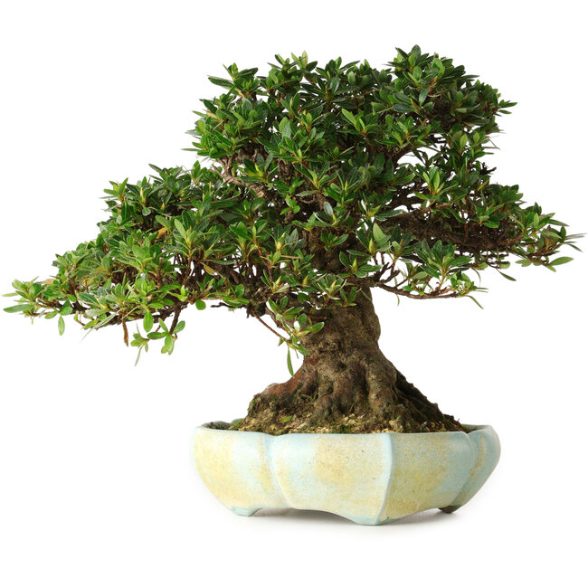 Rhododendron indicum, 22 cm, ± 25 years old, in a handmade Slovenian pot by Matjaz Raimondi, with a nebari of 13 cm