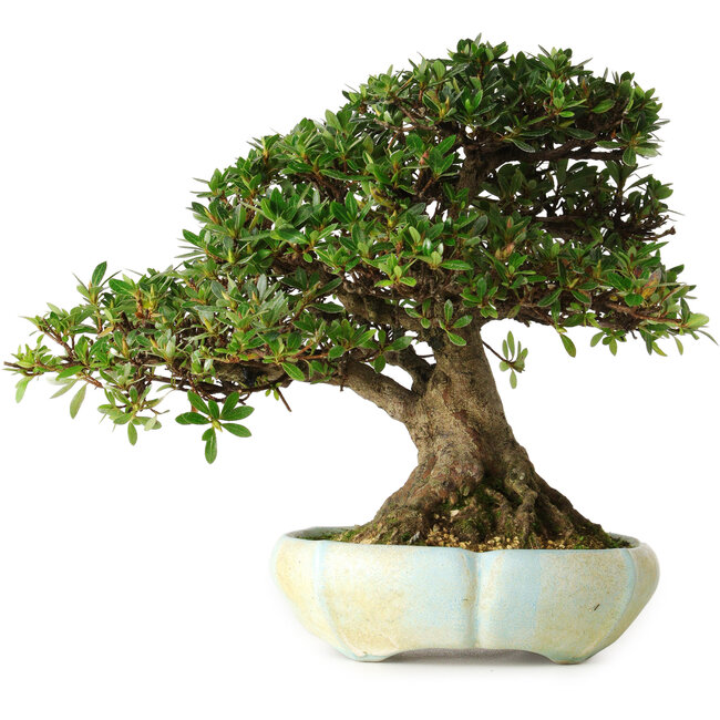 Rhododendron indicum, 22 cm, ± 25 ans, dans un pot slovène fait main par Matjaz Raimondi, avec un nebari de 13 cm