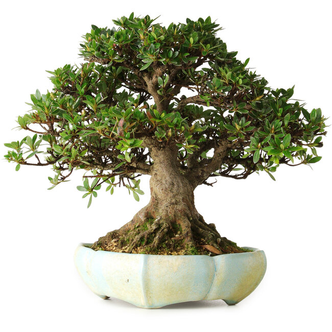 Rhododendron indicum, 22 cm, ± 25 años, en una maceta eslovena hecha a mano por Matjaz Raimondi, con un nebari de 13 cm