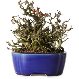 Yixing Chaenomeles speciosa Chojubai, 17 cm, ± 25 Jahre alt