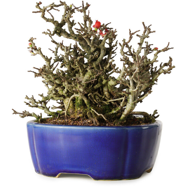 Chaenomeles speciosa Chojubai, 17 cm, ± 25 años, en una olla Yixing