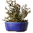 Chaenomeles speciosa Chojubai, 17 cm, ± 25 Jahre alt, in einem Yixing-Topf